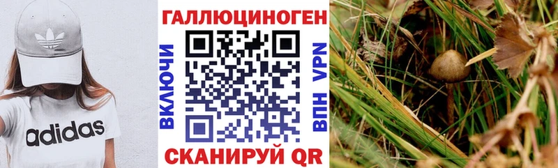 darknet клад  Братск  Псилоцибиновые грибы Psilocybine cubensis 