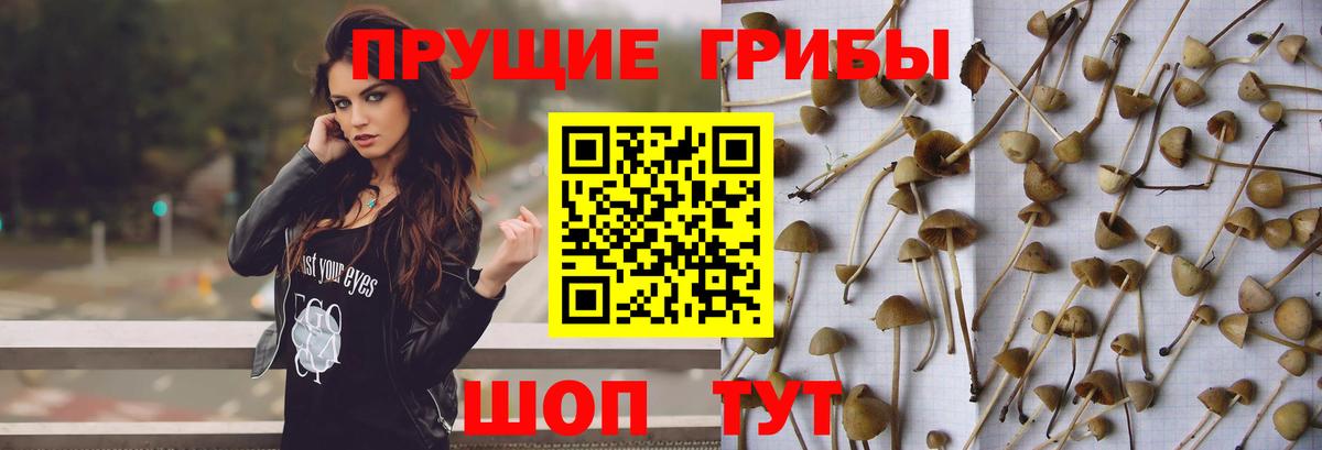 Псилоцибиновые грибы мицелий  Братск  как найти закладки  Галлюциногенные грибы ЛСД 